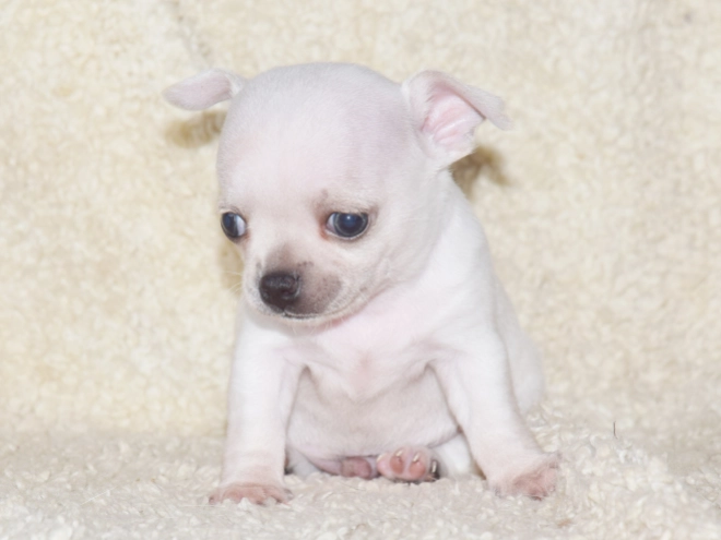 Chihuahua puppy for sale