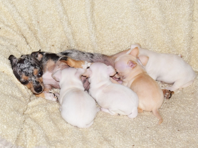 Chihuahua puppy for sale