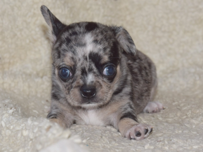 Chihuahua puppy for sale