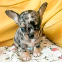 Dinky Taco Bell, merle Chihuahua for sale