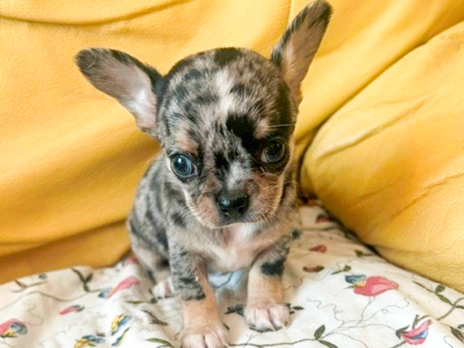Chihuahua puppy for sale