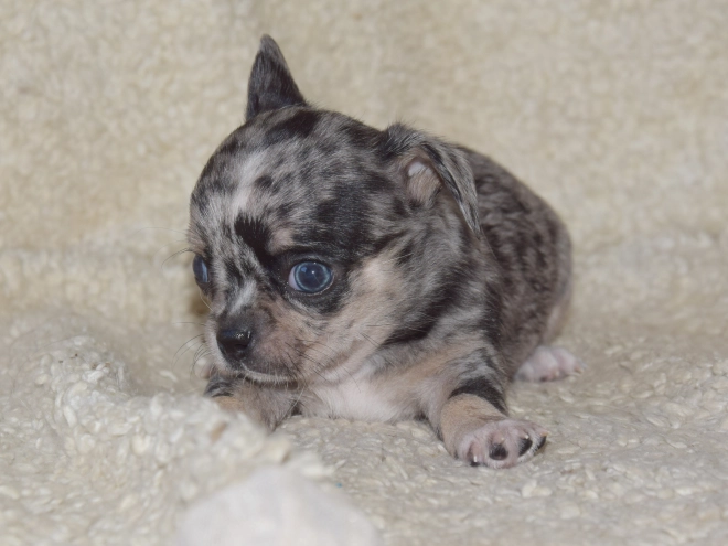 Chihuahua puppy for sale