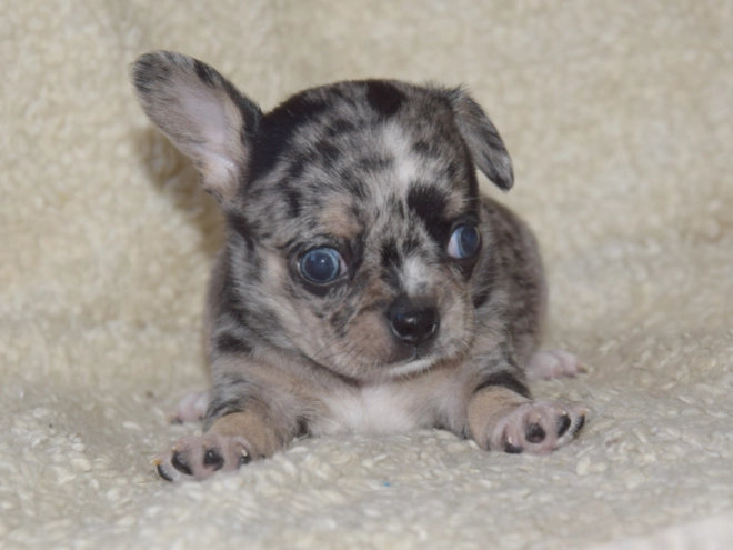 Chihuahua puppy for sale