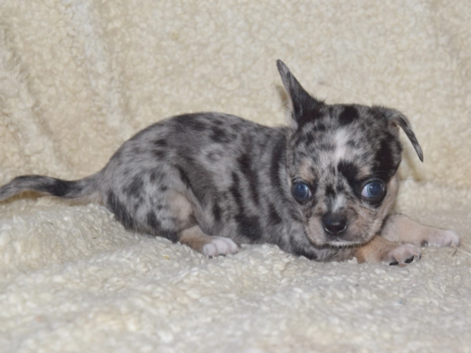 Chihuahua puppy for sale