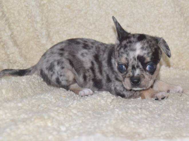 Chihuahua puppy for sale