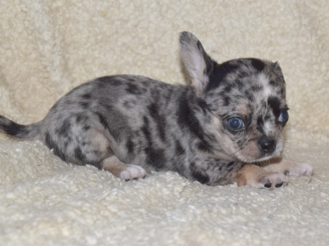 Chihuahua puppy for sale
