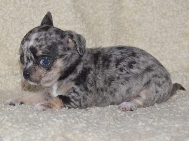Chihuahua puppy for sale