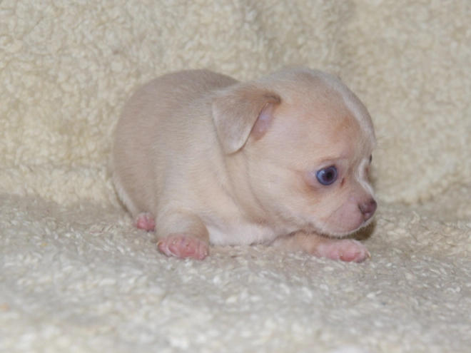 Chihuahua puppy for sale