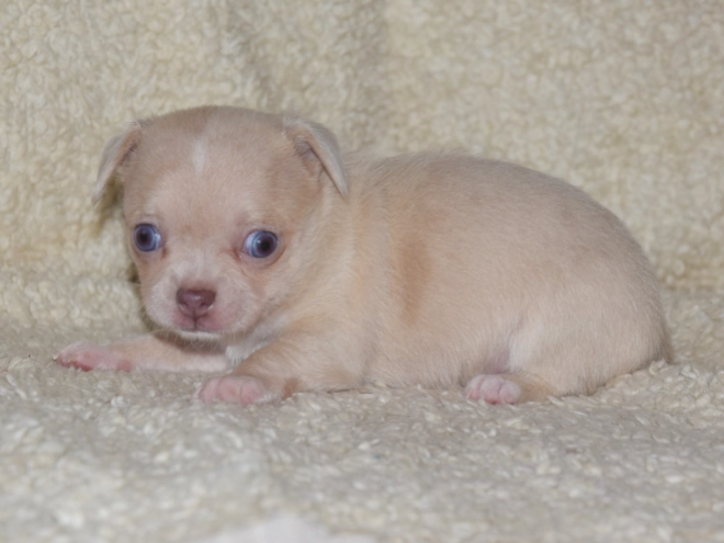 Chihuahua puppy for sale