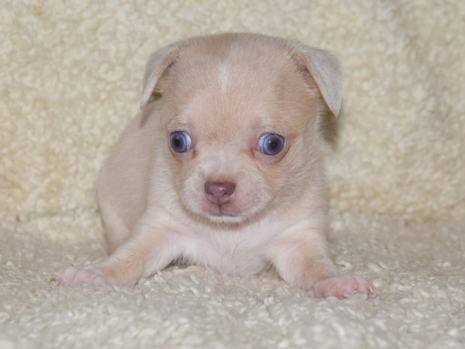 Chihuahua puppy for sale
