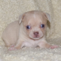 Lennie, merle beige Chihuahua for sale
