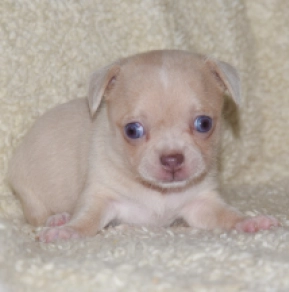 Chihuahua puppy for sale