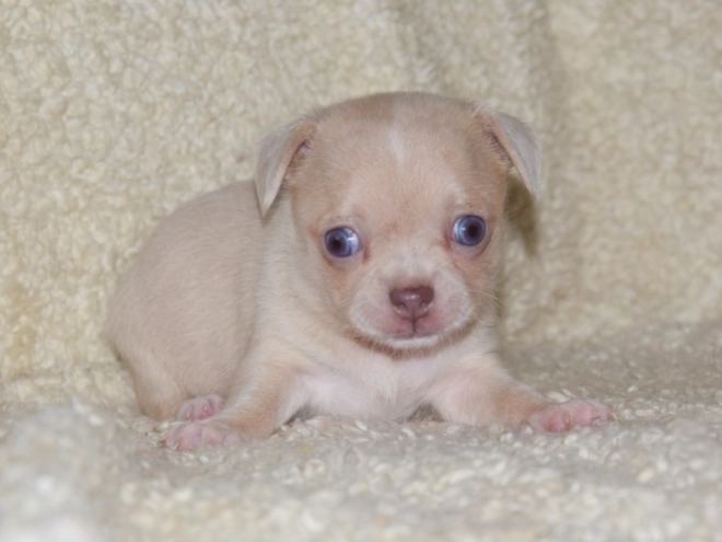 Chihuahua puppy for sale