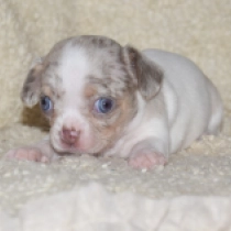 Minnie, merle pied Chihuahua for sale