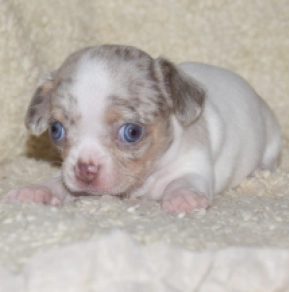Chihuahua puppy for sale