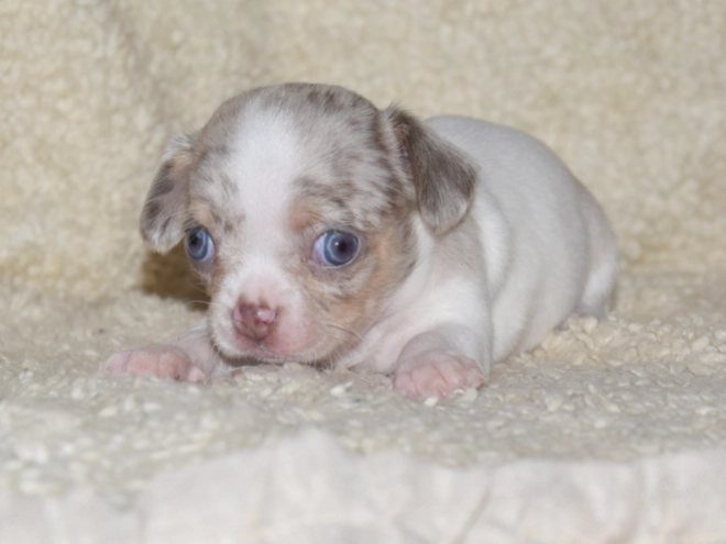 Chihuahua puppy for sale