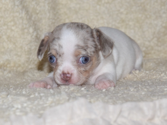 Chihuahua puppy for sale