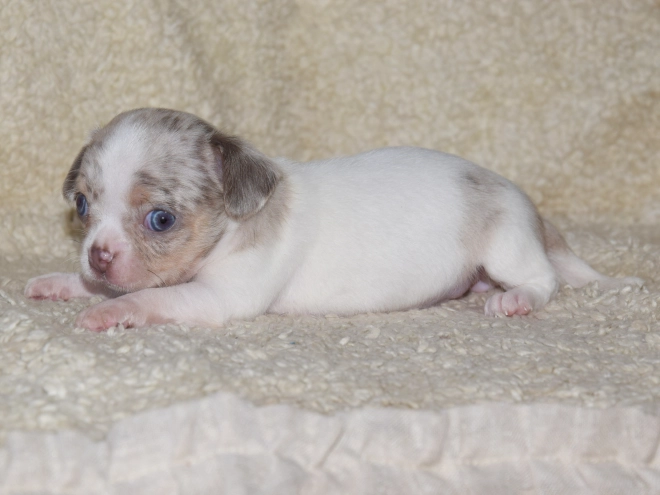 Chihuahua puppy for sale