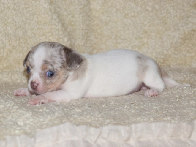 Chihuahua puppy for sale
