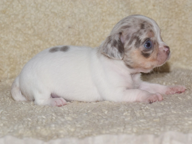 Chihuahua puppy for sale