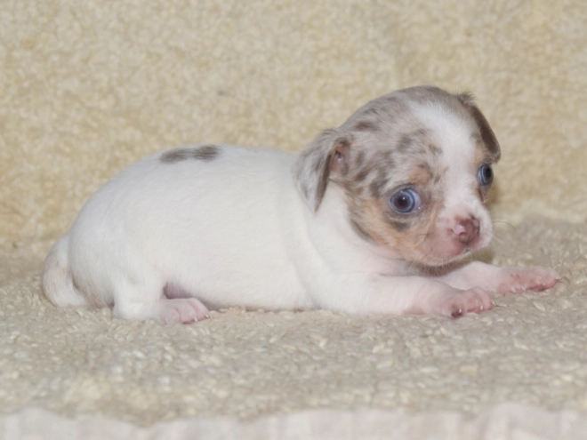 Chihuahua puppy for sale