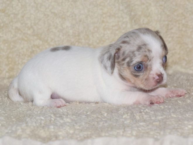 Chihuahua puppy for sale