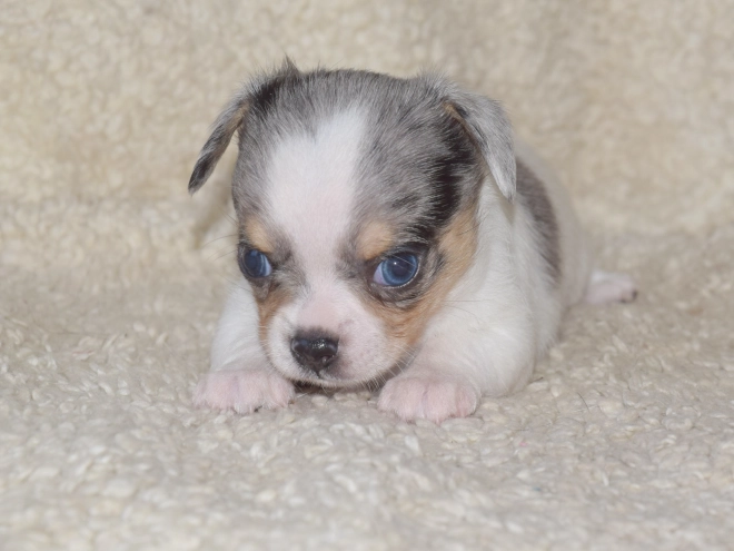 Chihuahua puppy for sale