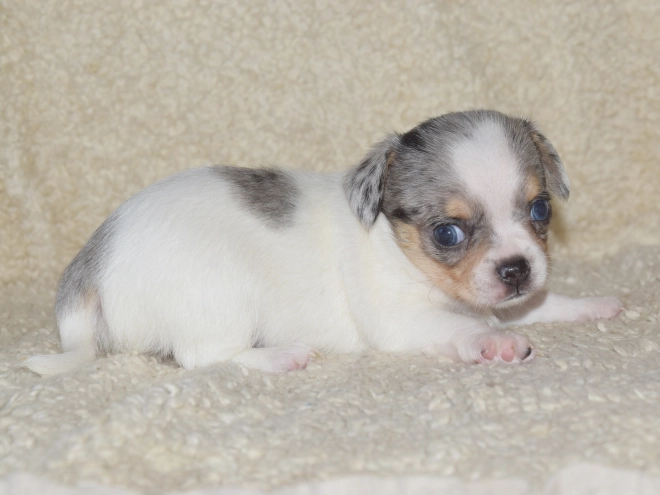Chihuahua puppy for sale