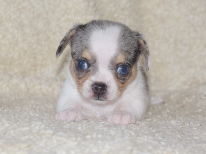 Chihuahua puppy for sale