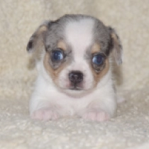 Bruiser, merle pied Chihuahua for sale