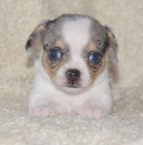 Chihuahua puppy for sale