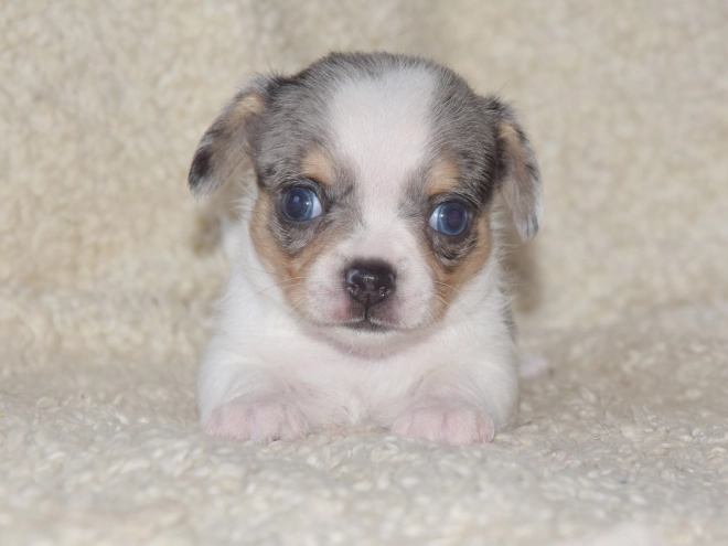 Chihuahua puppy for sale