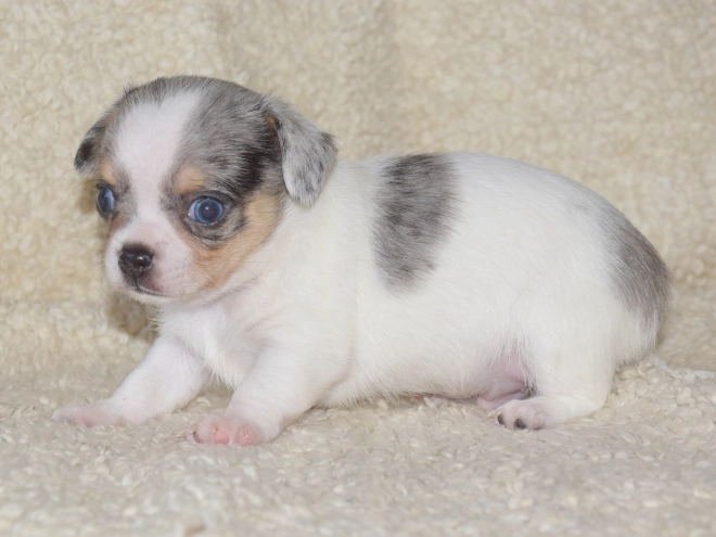 Chihuahua puppy for sale