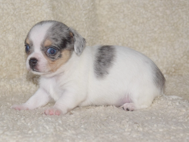 Chihuahua puppy for sale