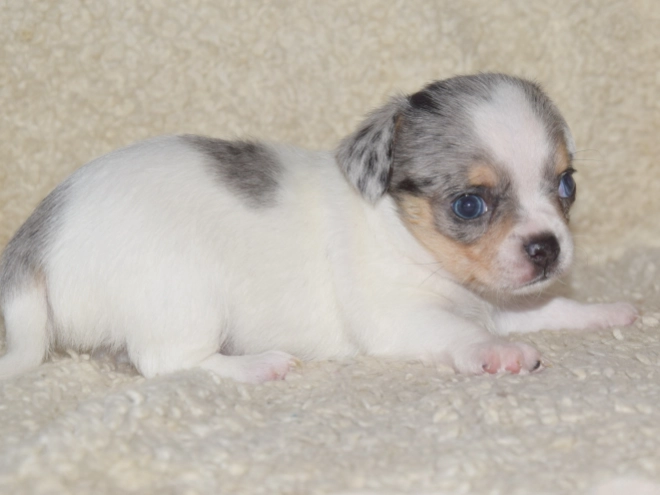 Chihuahua puppy for sale