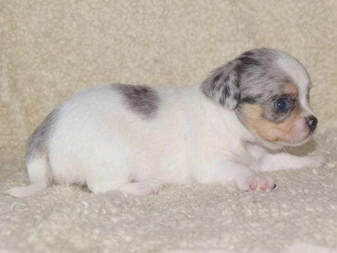 Chihuahua puppy for sale