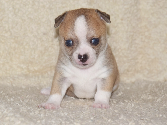 Chihuahua puppy for sale