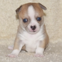 Nipper, beige white Chihuahua for sale