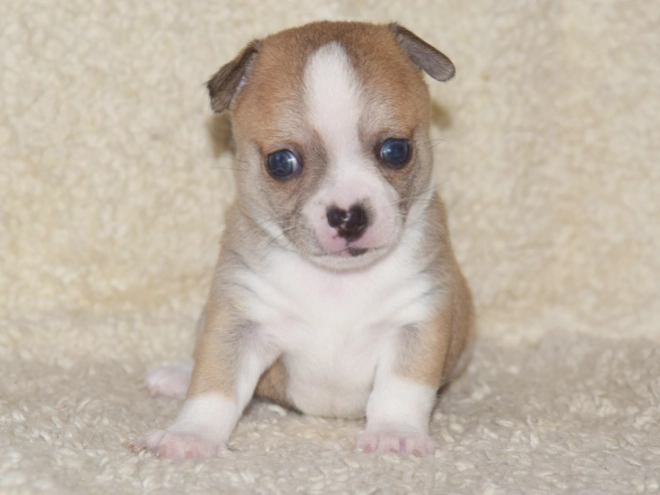 Chihuahua puppy for sale