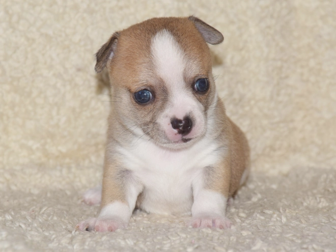 Chihuahua puppy for sale