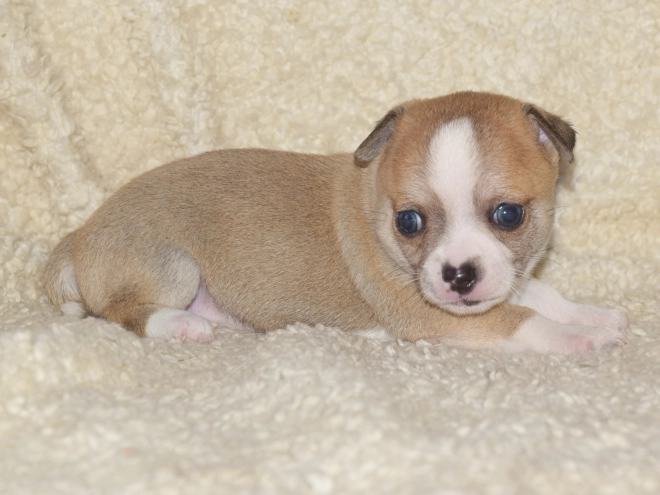 Chihuahua puppy for sale