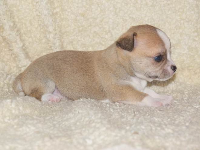 Chihuahua puppy for sale