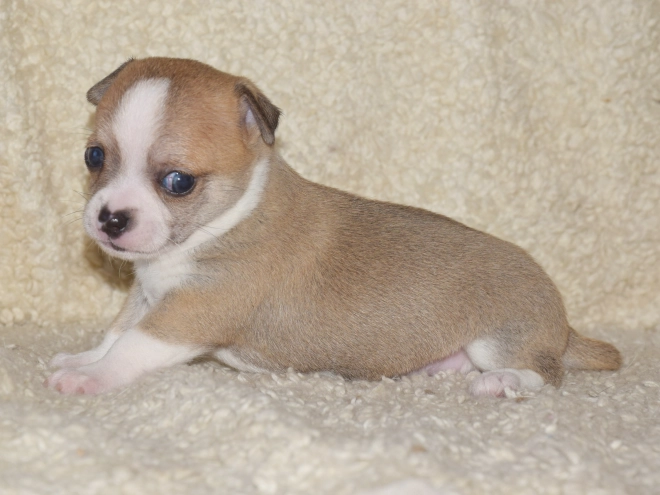 Chihuahua puppy for sale