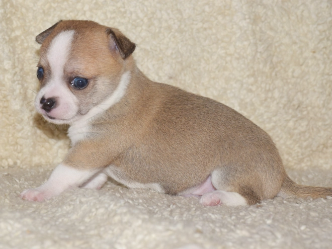 Chihuahua puppy for sale