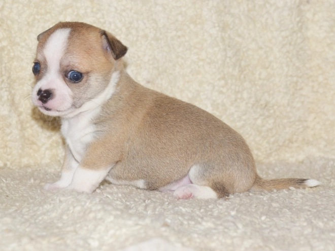 Chihuahua puppy for sale