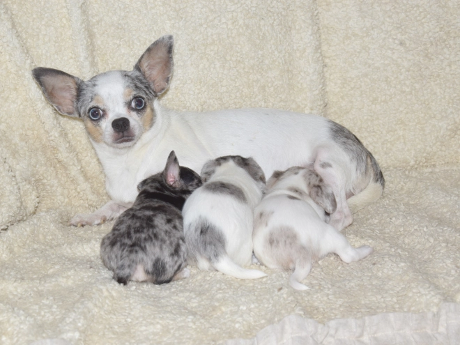 Chihuahua puppy for sale