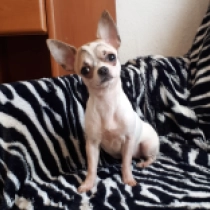 Perros Chihuahua en venta