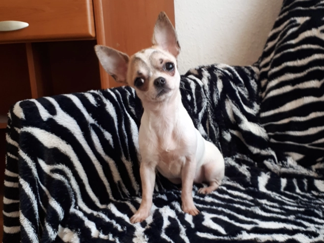 Chihuahua Welpe zu verkaufen