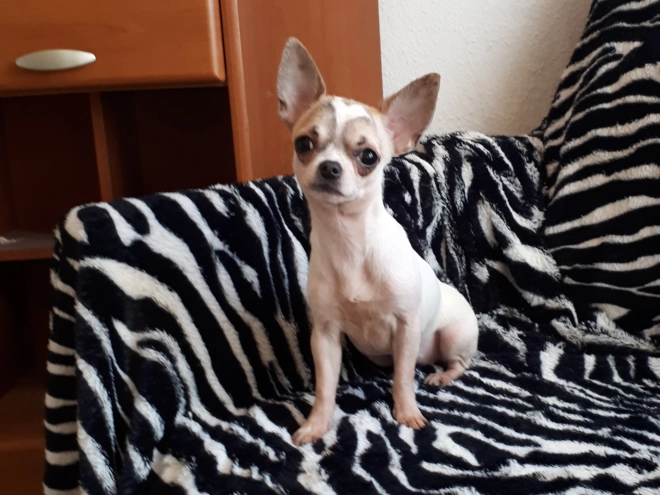 Chihuahua Welpe zu verkaufen