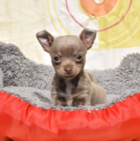 Chihuahua Welpe kaufen